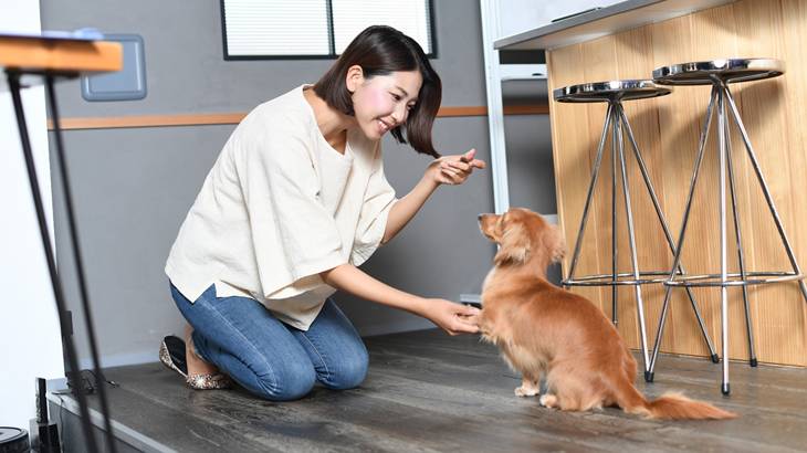 犬のしつけ教室に行くべきか判断基準