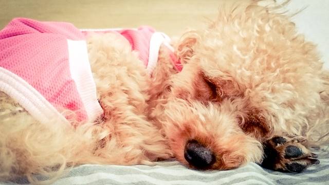 犬の入院を後悔する理由とは？