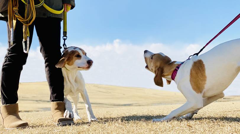 犬のしつこいマウンティングを防ぐ効果的な対策