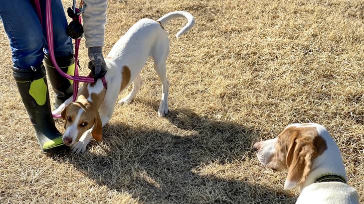 犬が特定の人に吠える理由