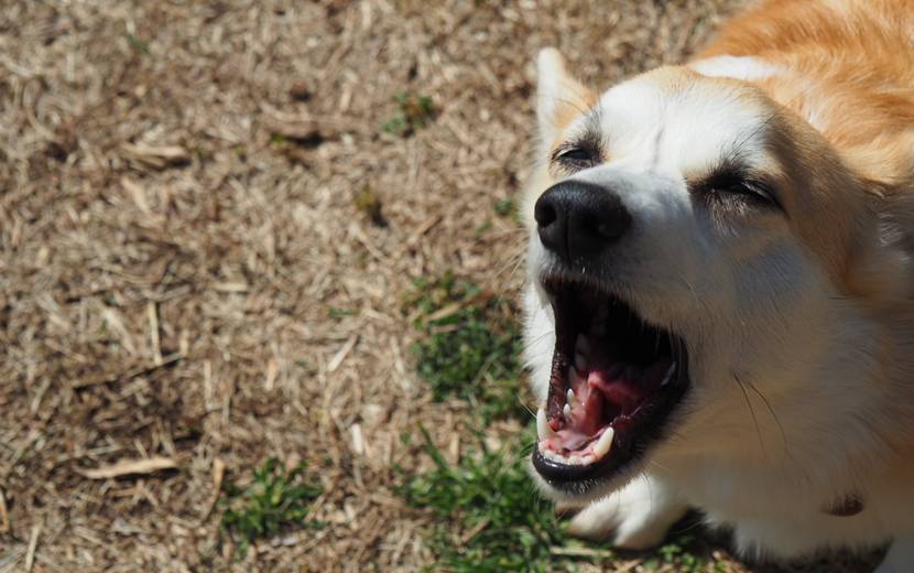 犬が出かける時吠える人と吠えない人の違いとしつけ方法