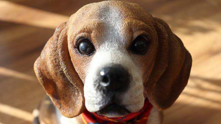 犬が出かける時吠える人と吠えない人の違い