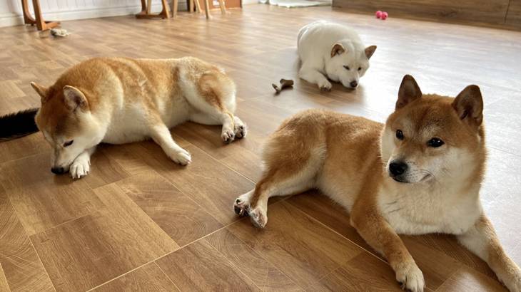 犬に吠えられないようにする方法