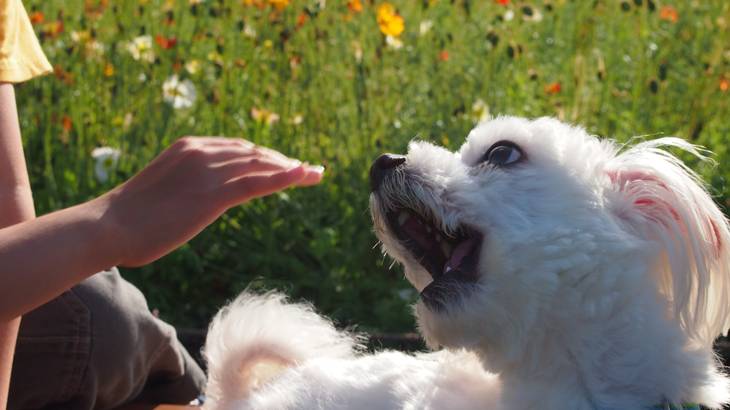 吠える犬と向き合うポイント