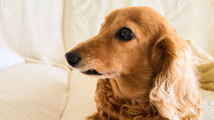 犬が出かける時に吠えるのを防ぐ方法