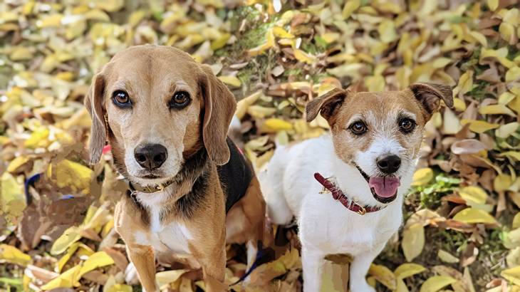 犬のしつけは教室は意味ない？本当の効果とは