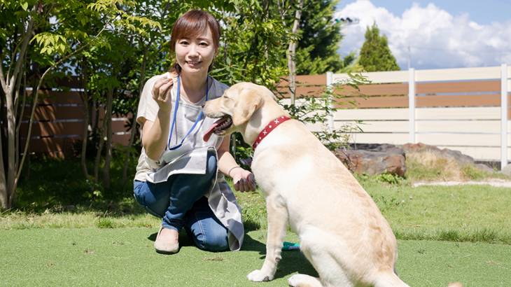 犬のしつけ教室は本当に必要ないのか？