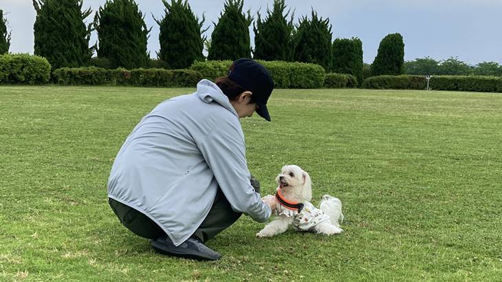 無料のしつけ教室は効果がある？