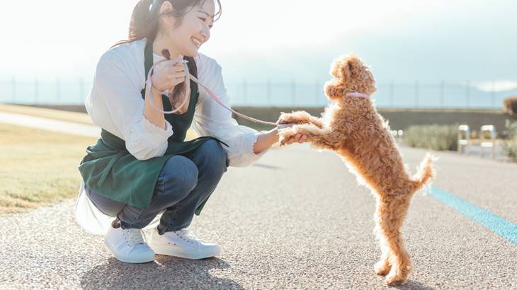 しつけ教室に行く割合と通う回数