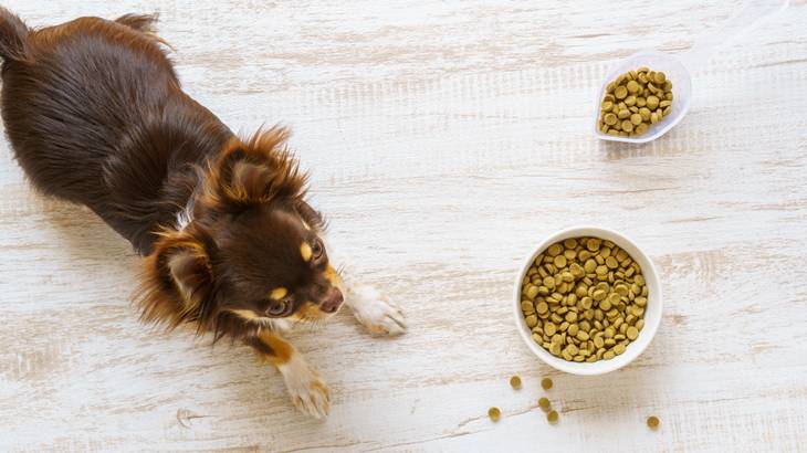 犬が餌皿から出して食べる理由