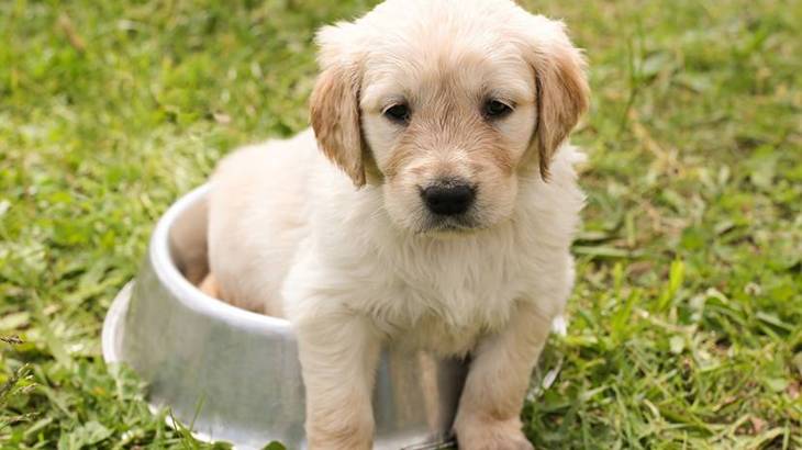 犬が餌を持ってくるのは甘え？