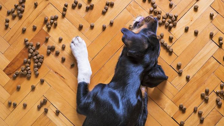 犬が餌皿から出して食べるのを防ぐ方法