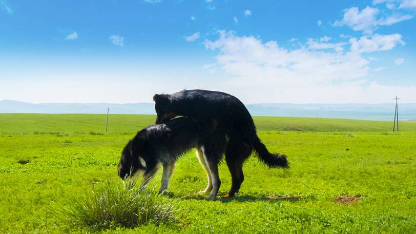 犬のマウンティングがしつこい原因と対策