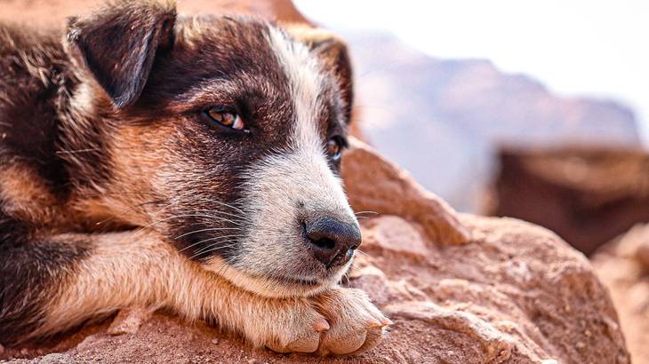 犬が怖い心理とその理由