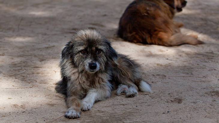 犬が苦手な人の体験談