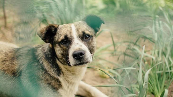 犬嫌いを克服する方法