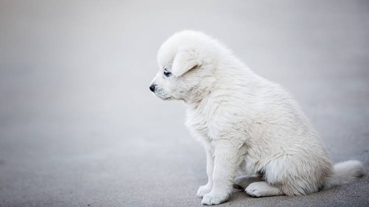 犬好きと犬嫌いの結婚事情