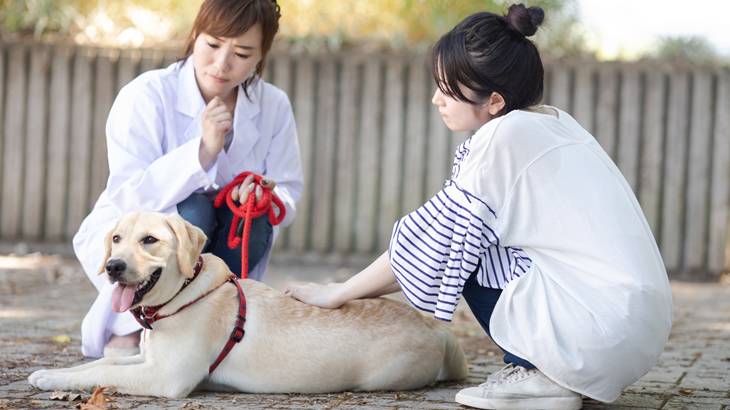 犬の入院中、面会でのストレス対策