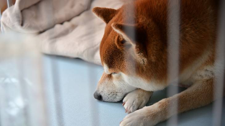 犬が寝る時にケージを閉めるべきか？