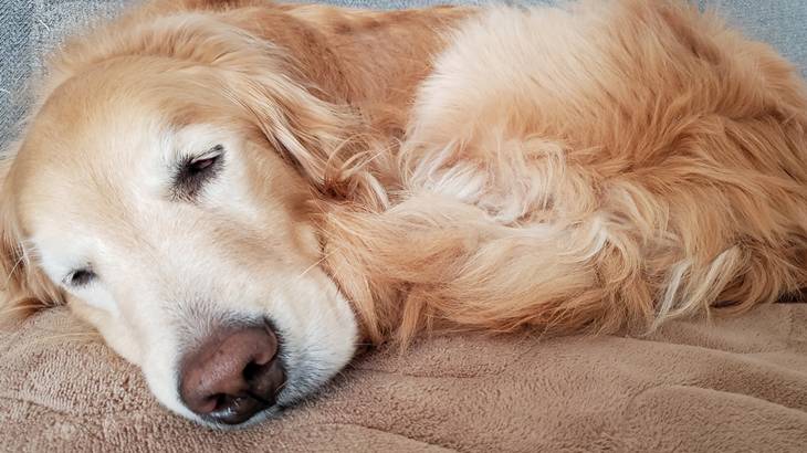 犬が別の部屋で寝るデメリット