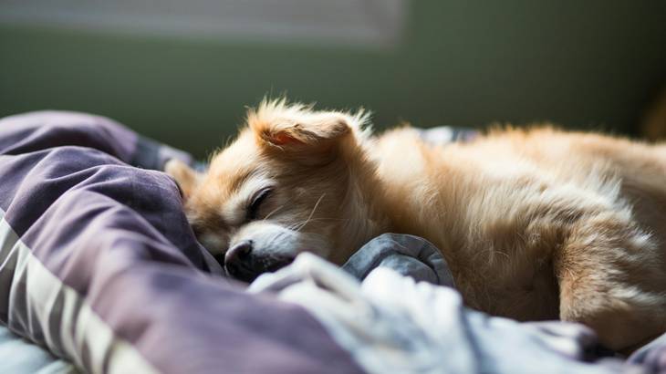 犬と同じ部屋で寝ることの風水的な影響