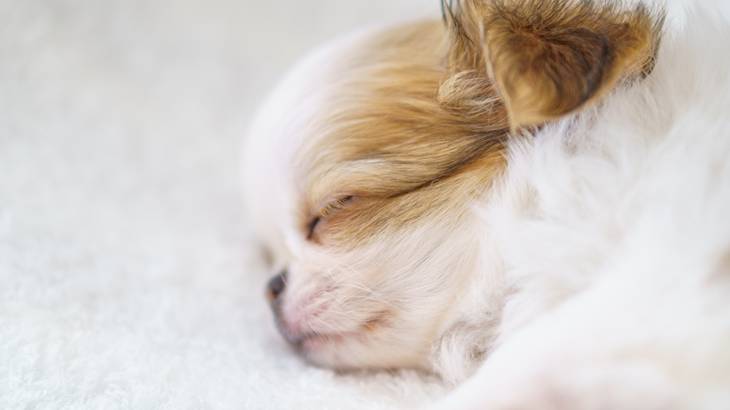 子犬がひとりで寝るときの注意点