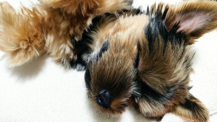 犬が別の部屋で寝る習慣をつける方法