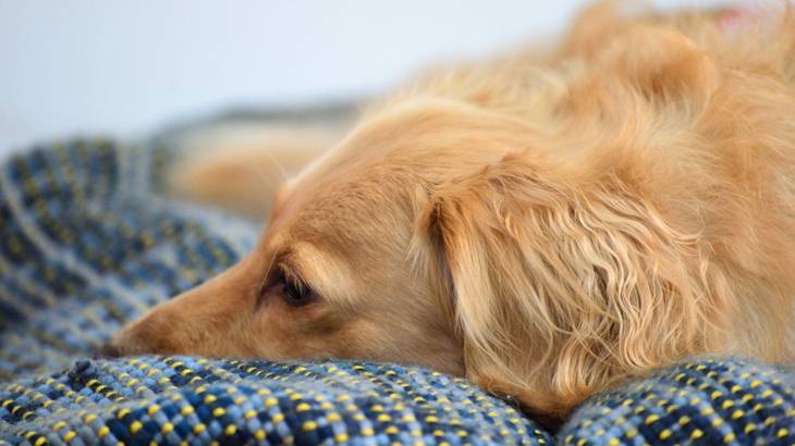 犬がひとりで寝るのは寂しい？