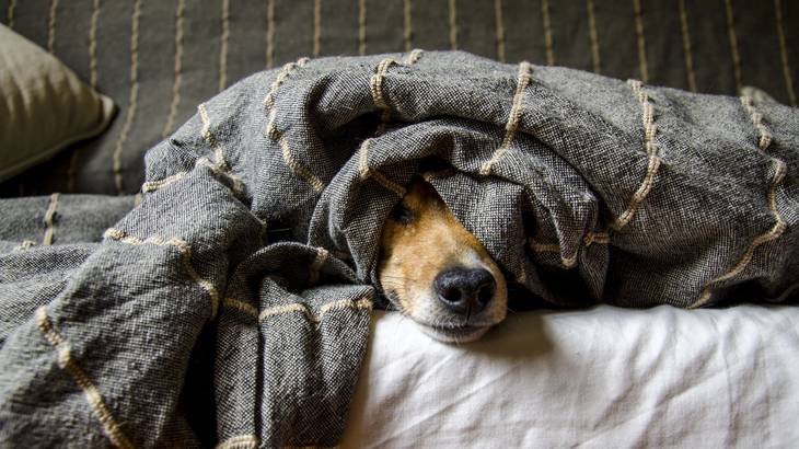 旅行後のケアで愛犬の健康を守る