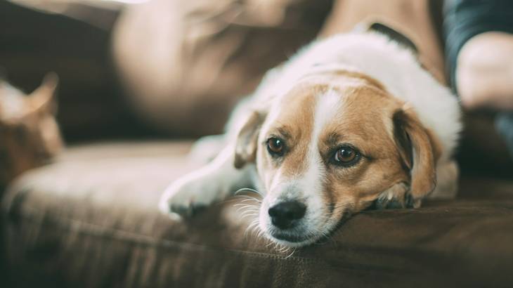 犬がストレスを感じる旅行とは？